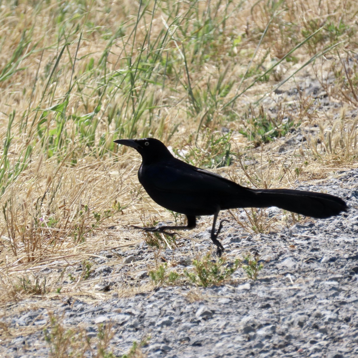 Great-tailed Grackle - ML620159320