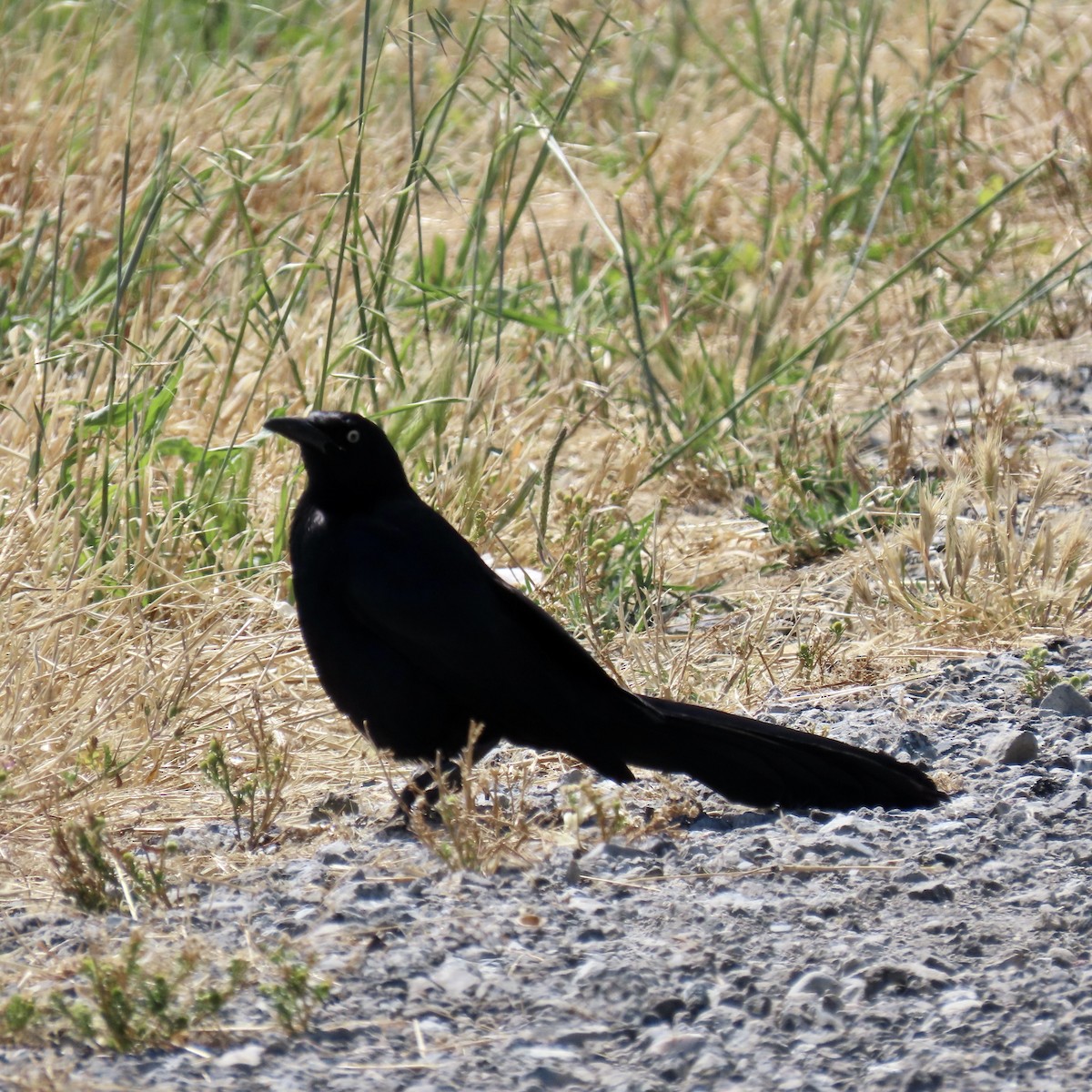 Great-tailed Grackle - ML620159321