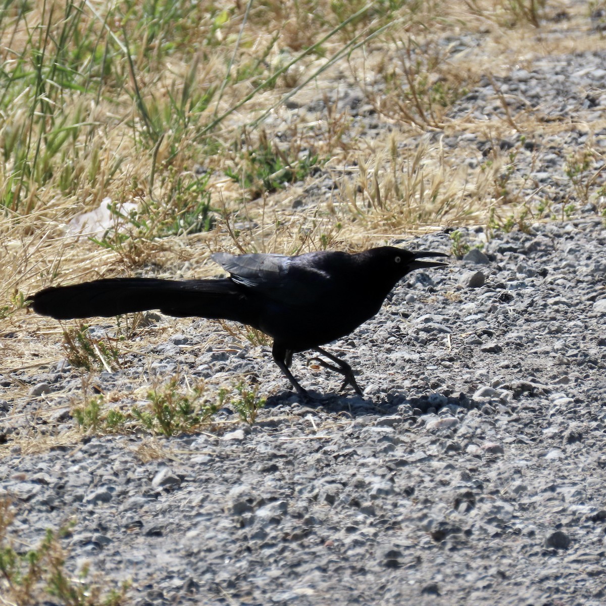 Great-tailed Grackle - ML620159322