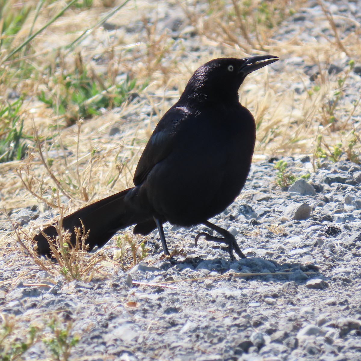 Great-tailed Grackle - ML620159323