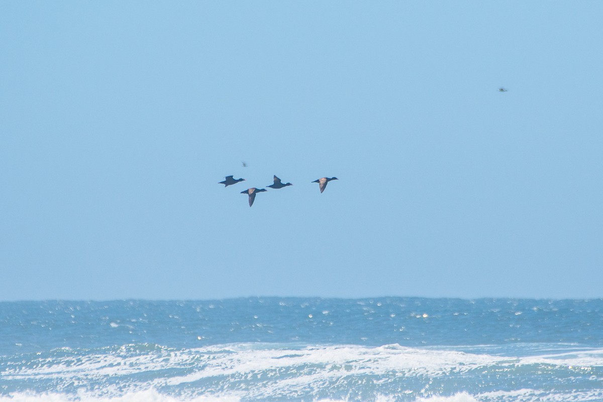 Surf Scoter - Brandon Lloyd