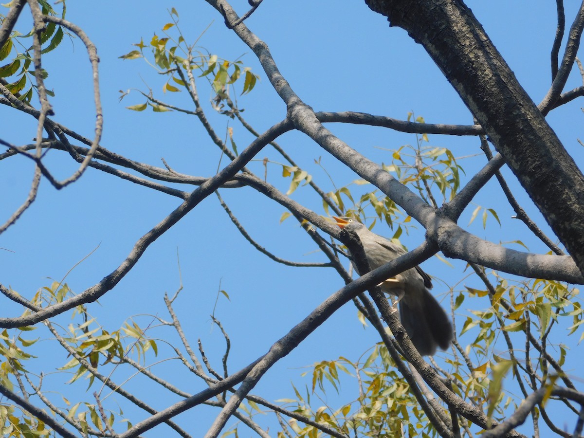 Jungle Babbler - ML620159338