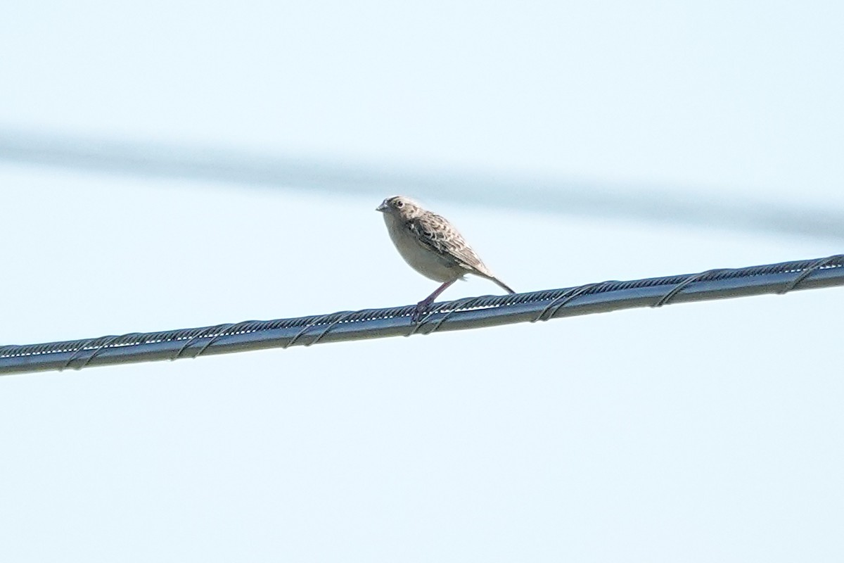 Grasshopper Sparrow - ML620159343