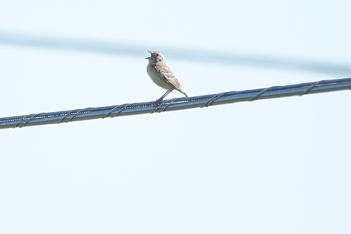 Grasshopper Sparrow - ML620159344