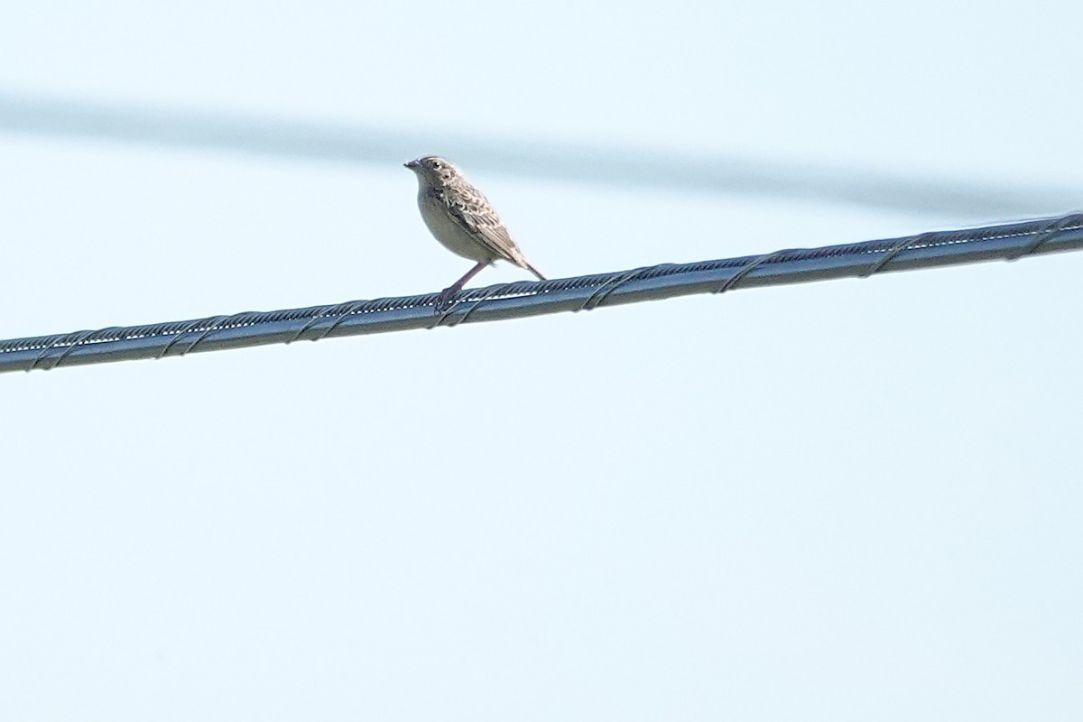 Grasshopper Sparrow - ML620159345