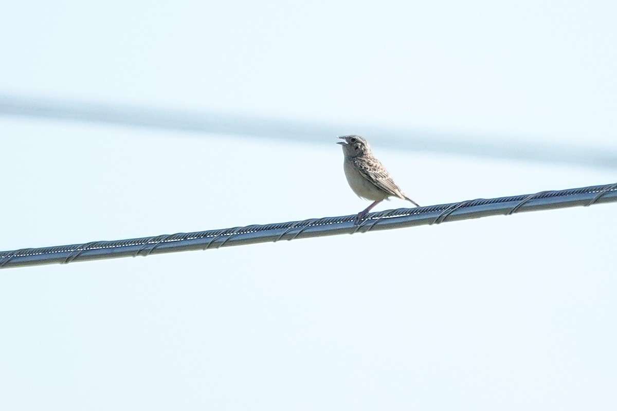 Grasshopper Sparrow - ML620159346