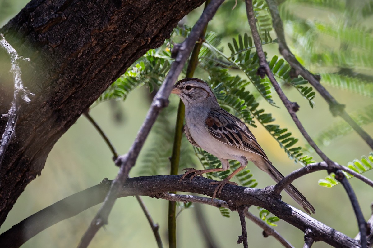 Rufous-winged Sparrow - ML620159347