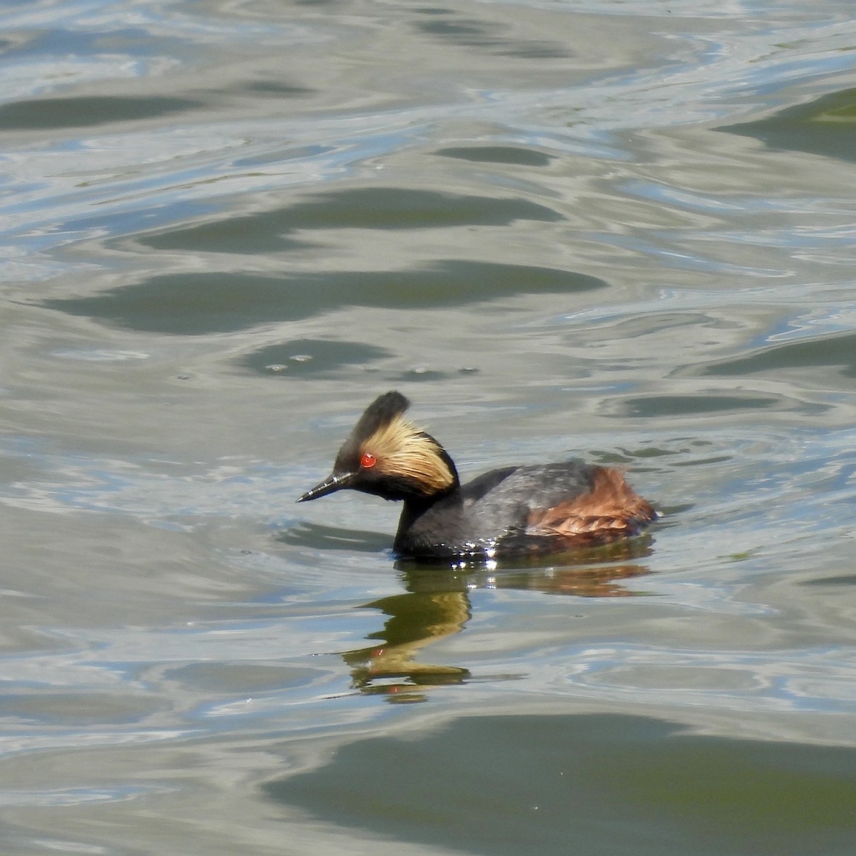 Eared Grebe - ML620159349