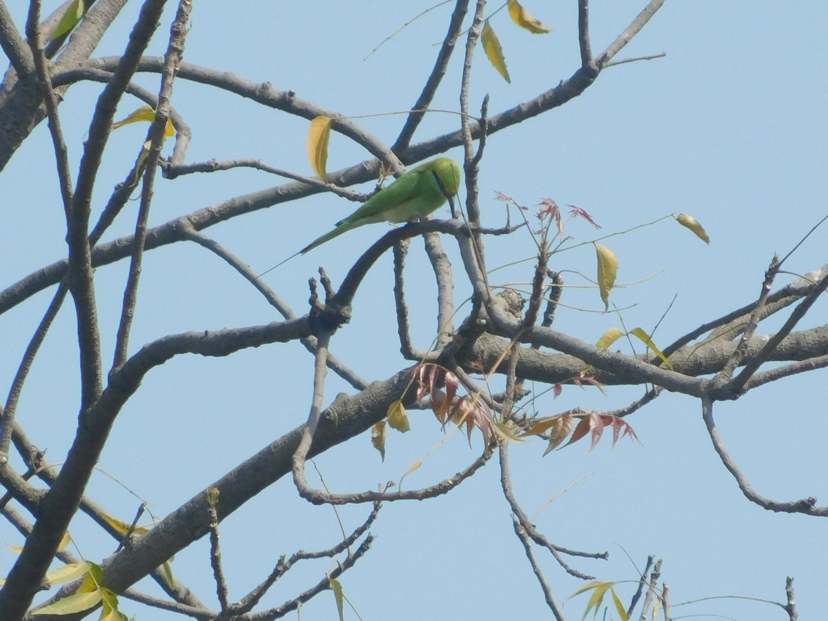Asian Green Bee-eater - ML620159350