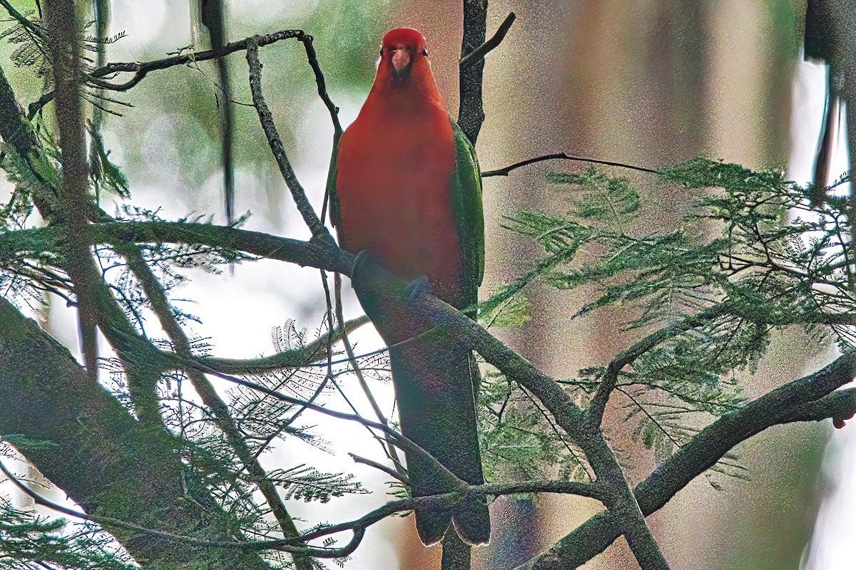 Australian King-Parrot - ML620159354