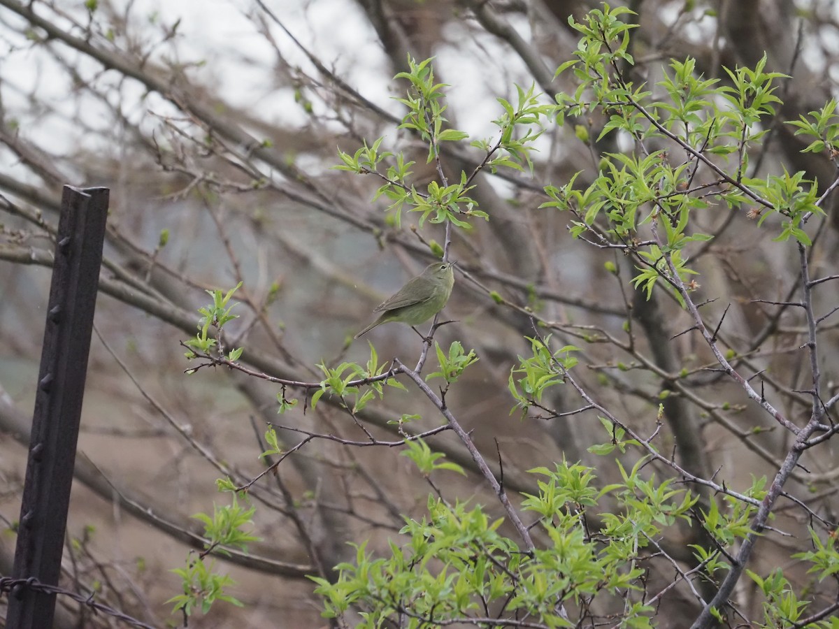 Orange-crowned Warbler - ML620159355