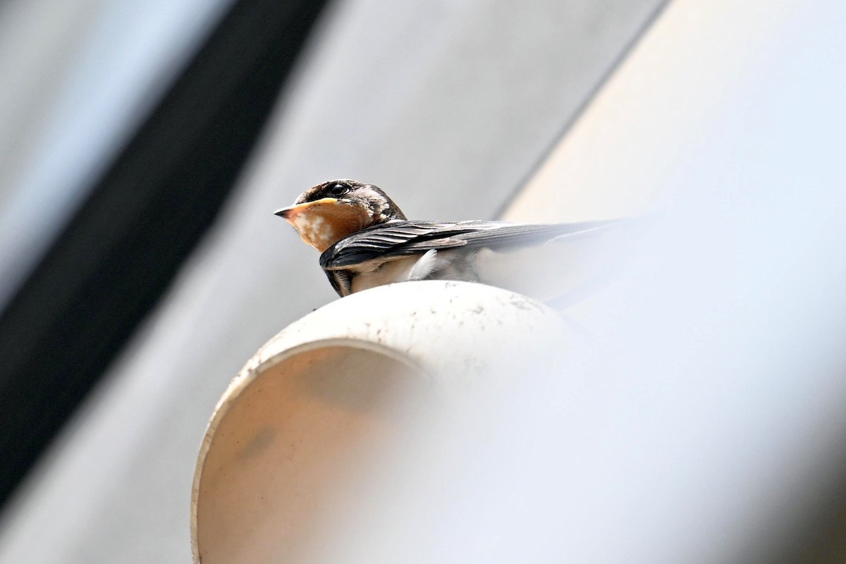 Barn Swallow - ML620159357
