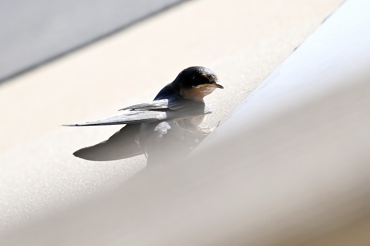 Barn Swallow - ML620159362