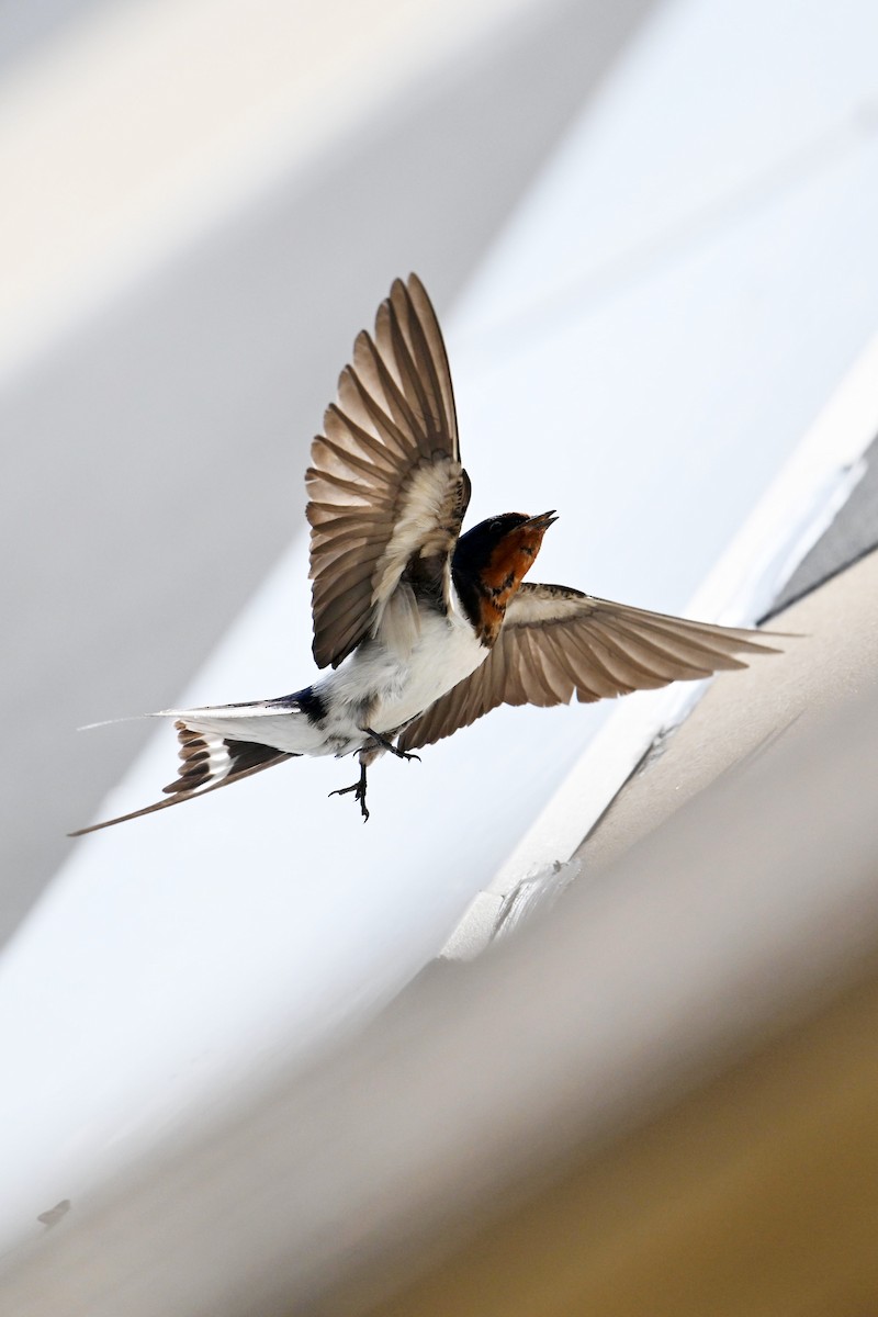 Barn Swallow - ML620159363