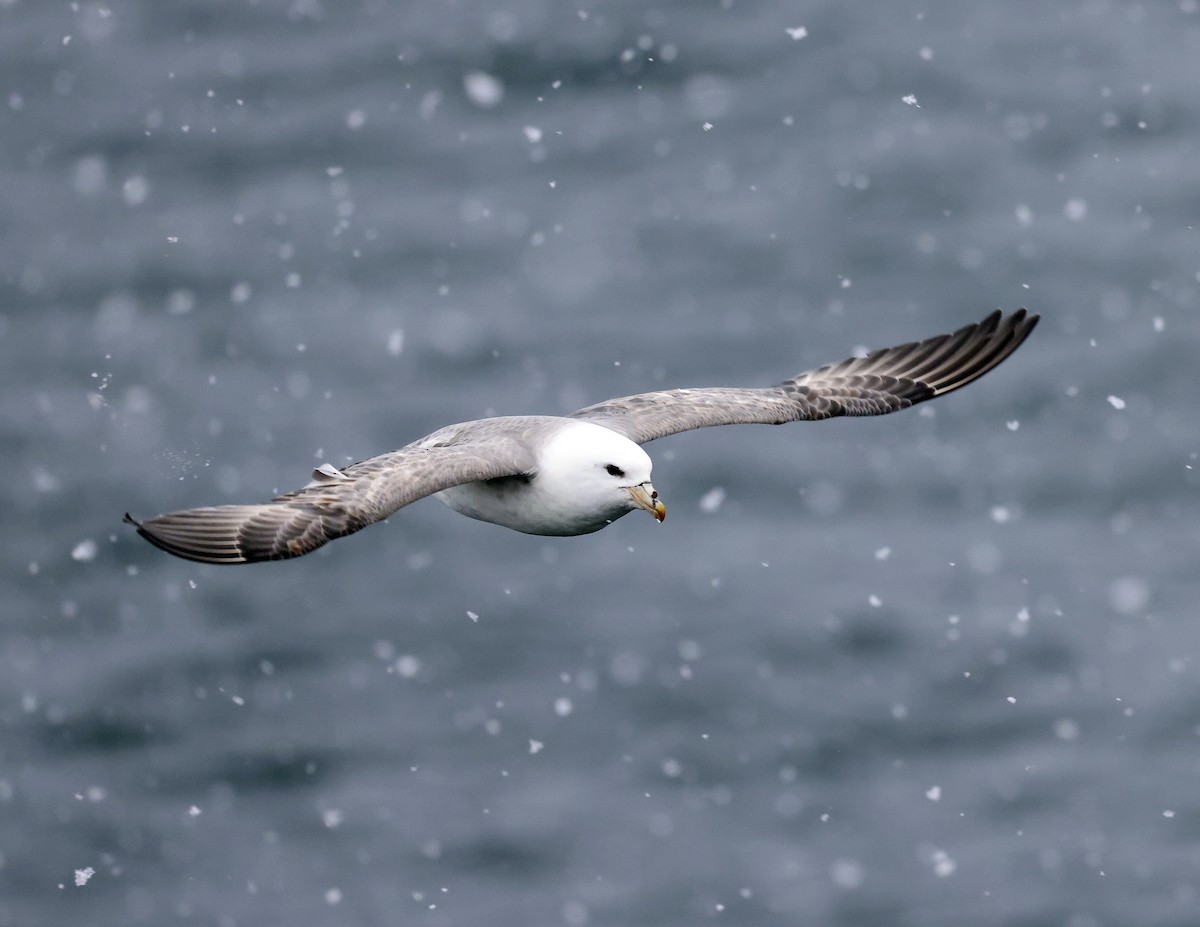 Fulmar Boreal - ML620159369