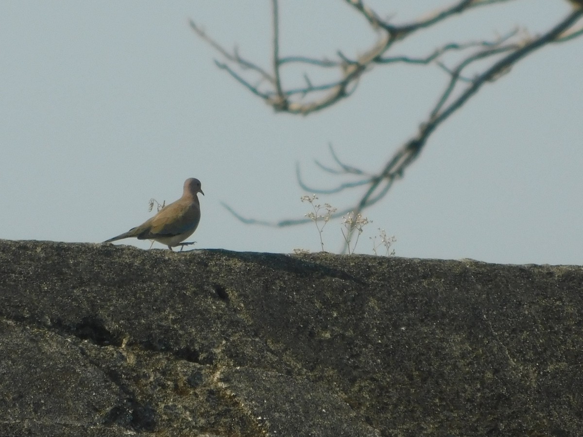 Laughing Dove - ML620159375