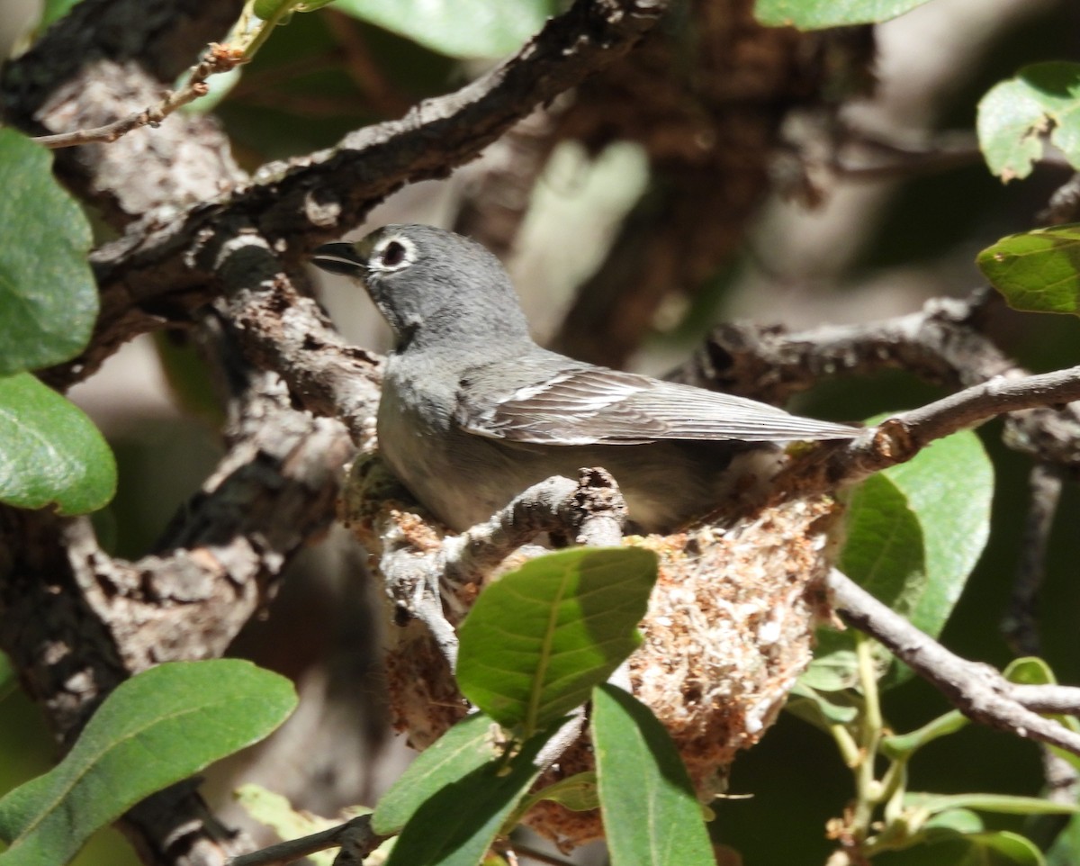 Plumbeous Vireo - ML620159392