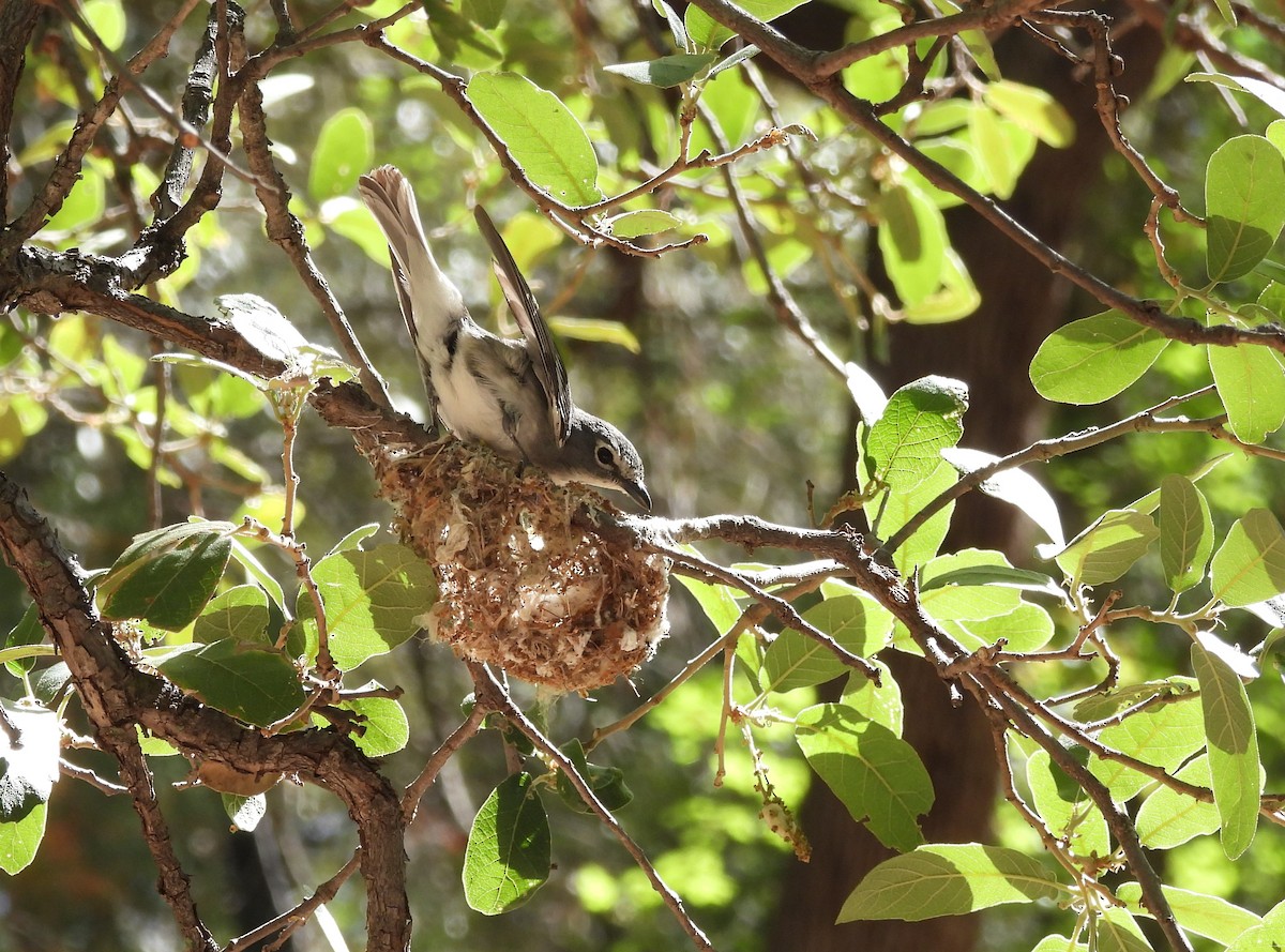 Plumbeous Vireo - ML620159393