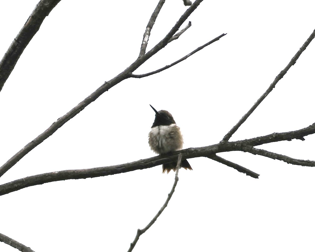 Kara Boğazlı Kolibri - ML620159400
