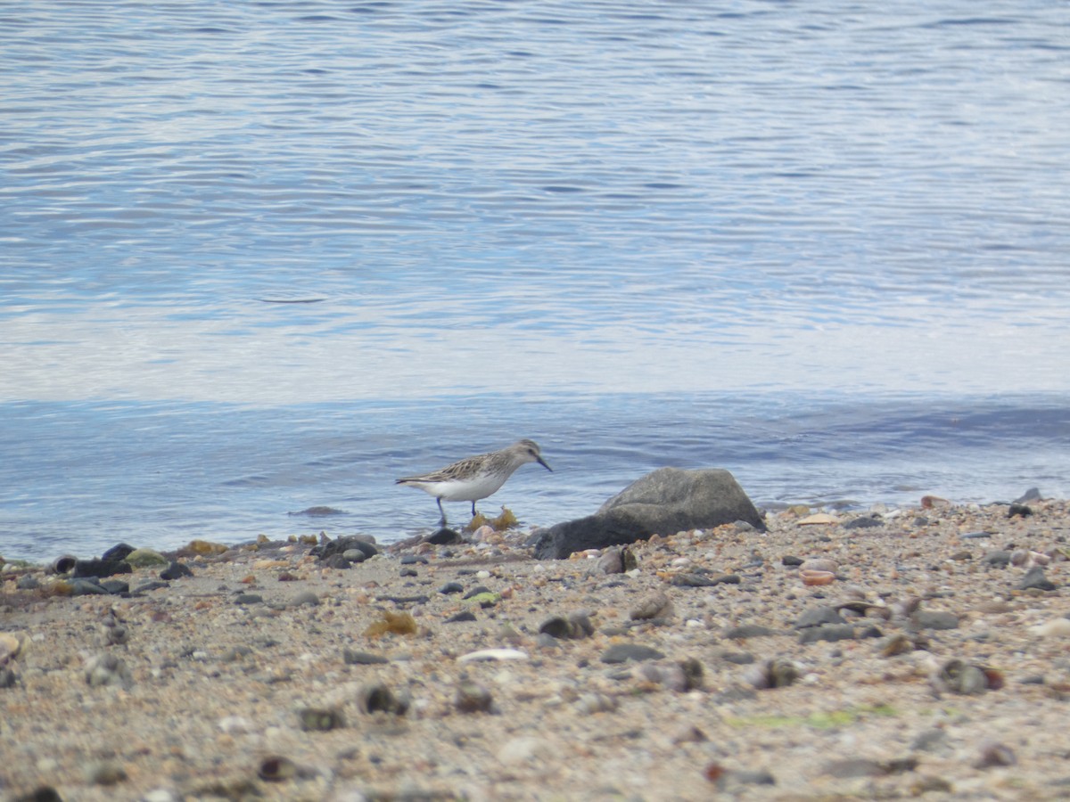 Semipalmated Plover - ML620159405