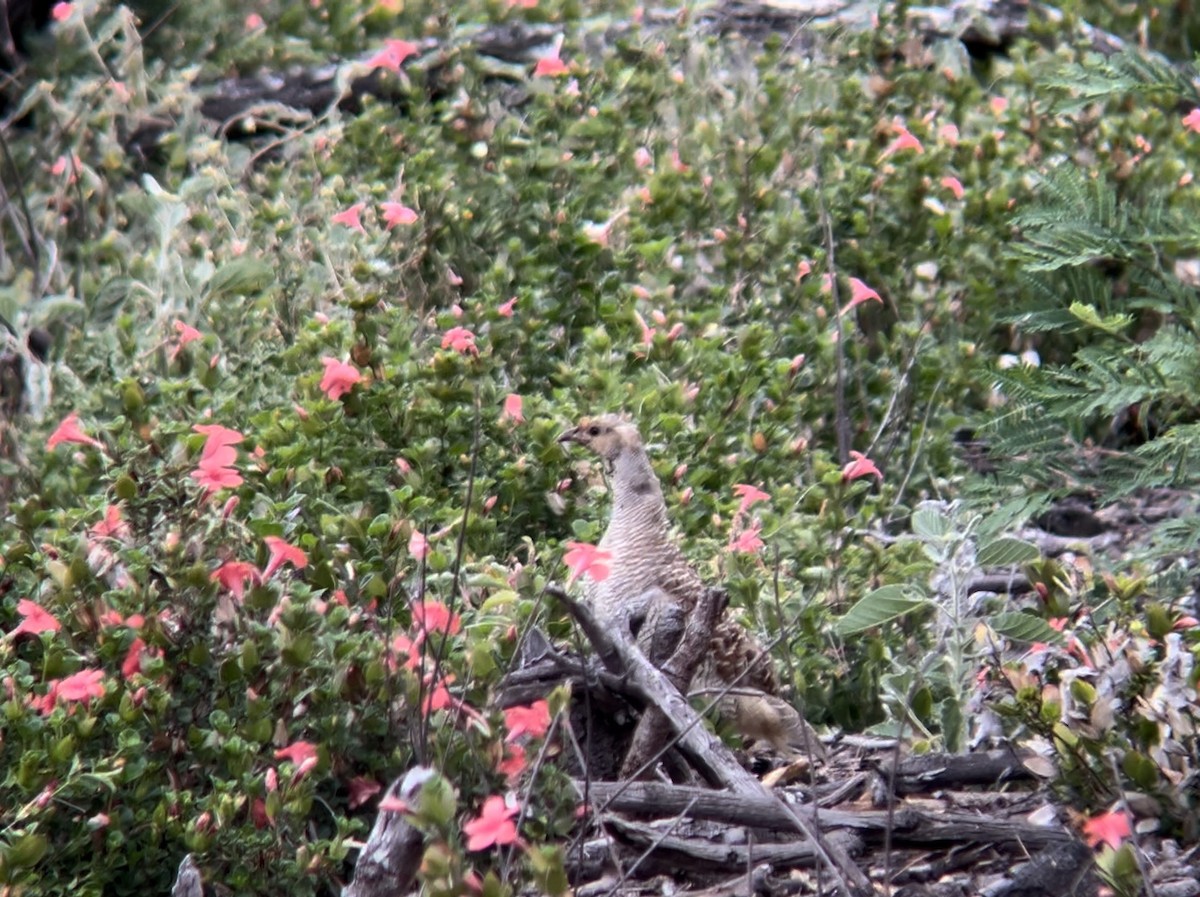 Gray Francolin - ML620159409