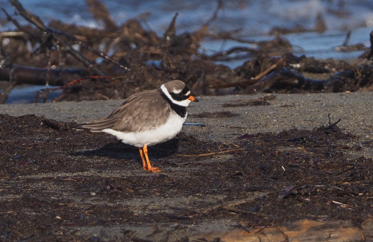 Common Ringed Plover - ML620159411