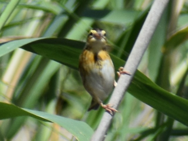 Yellow-crowned Bishop - ML620159415