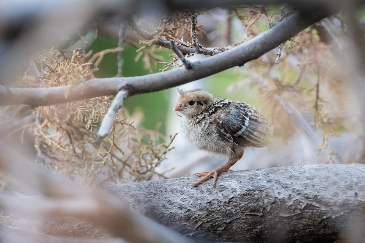 Gambel's Quail - ML620159418