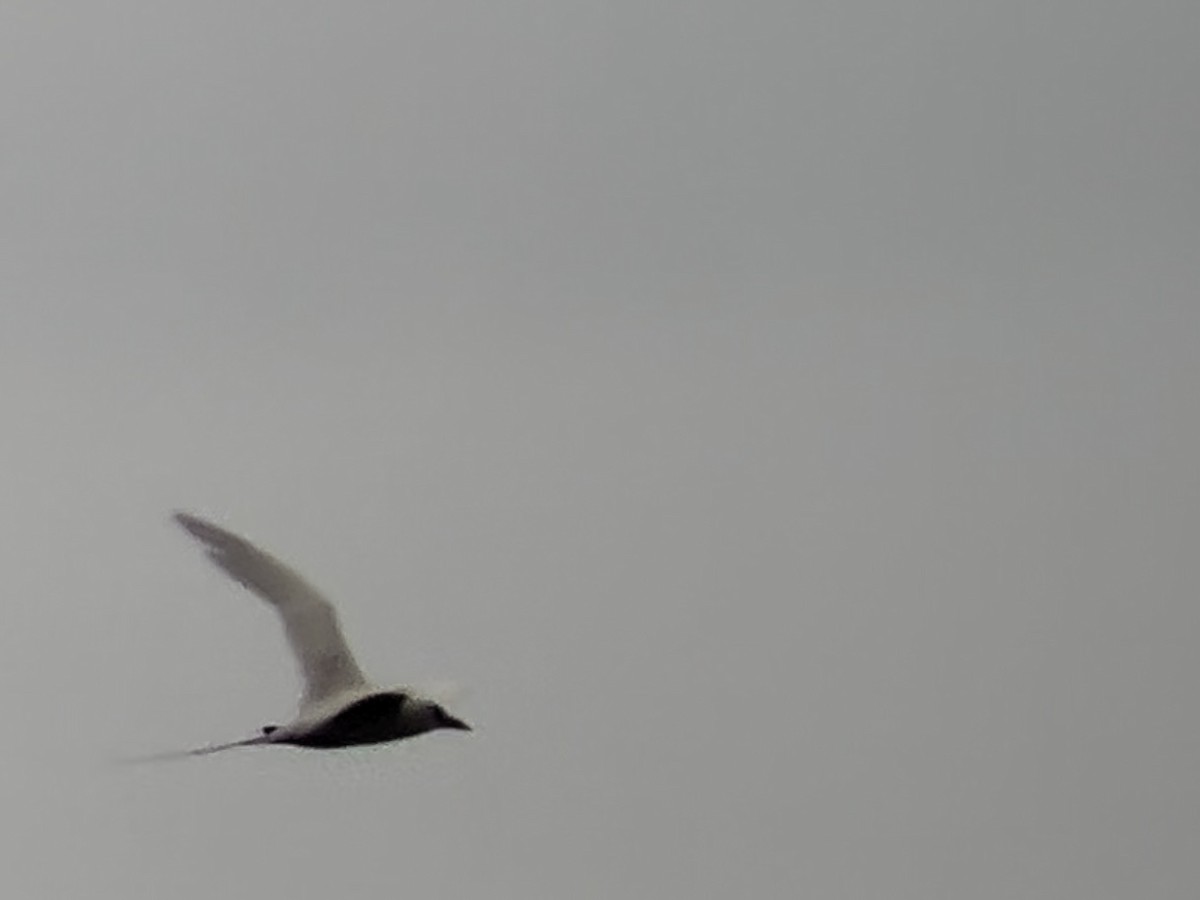 Red-tailed Tropicbird - ML620159422