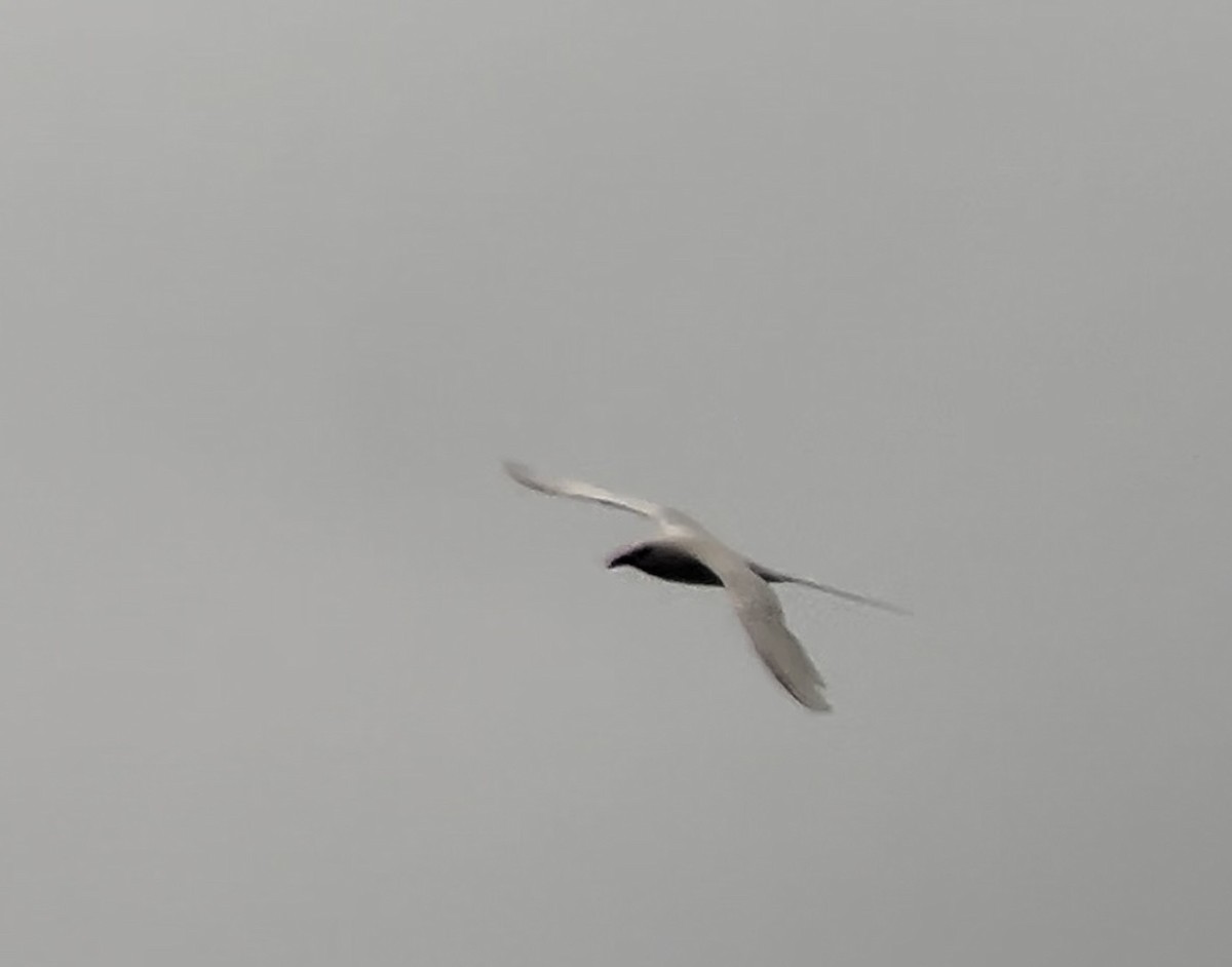 Red-tailed Tropicbird - ML620159423