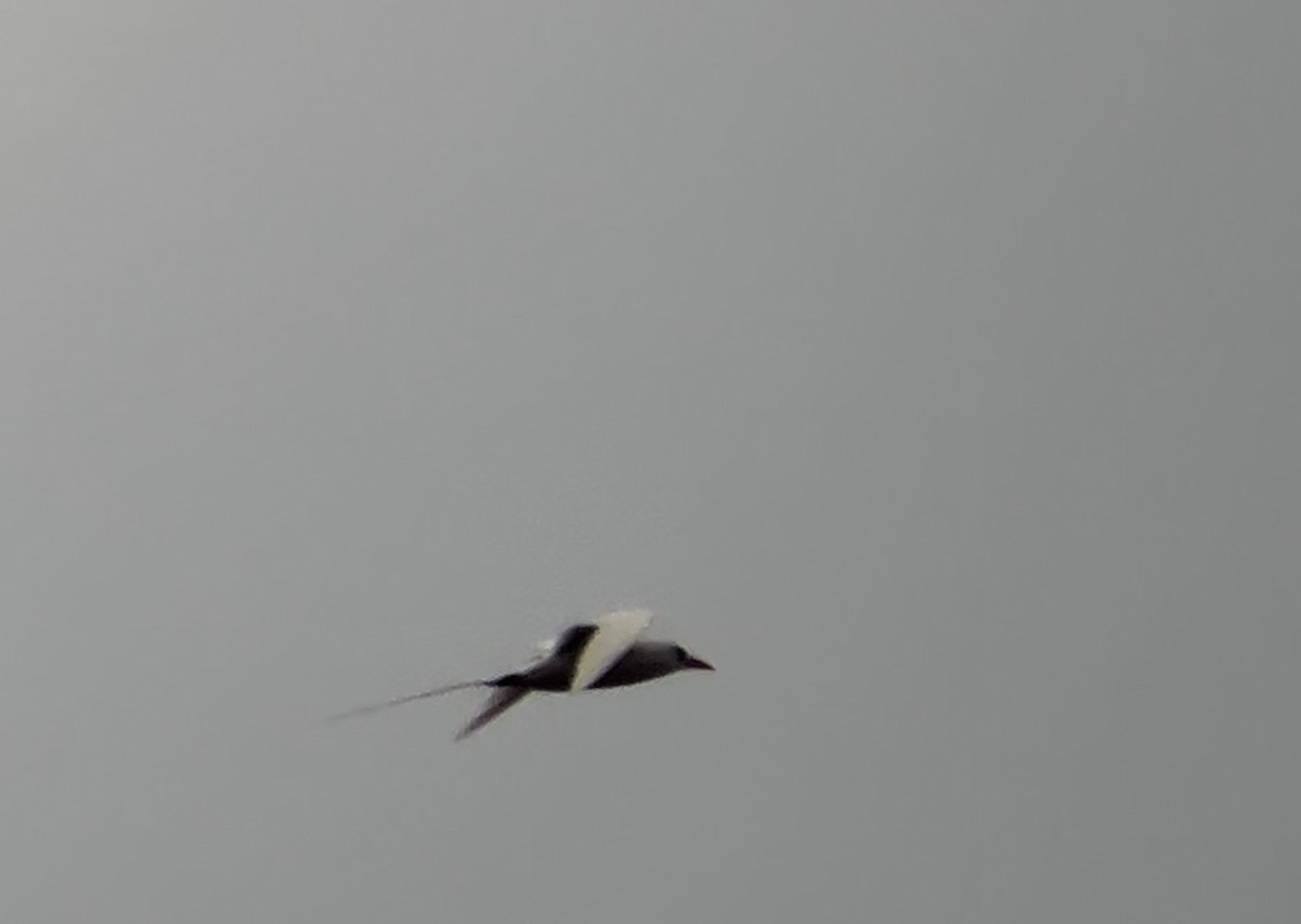 Red-tailed Tropicbird - ML620159425