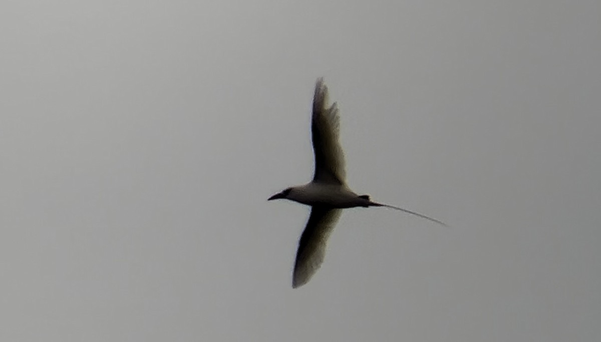 Red-tailed Tropicbird - ML620159427