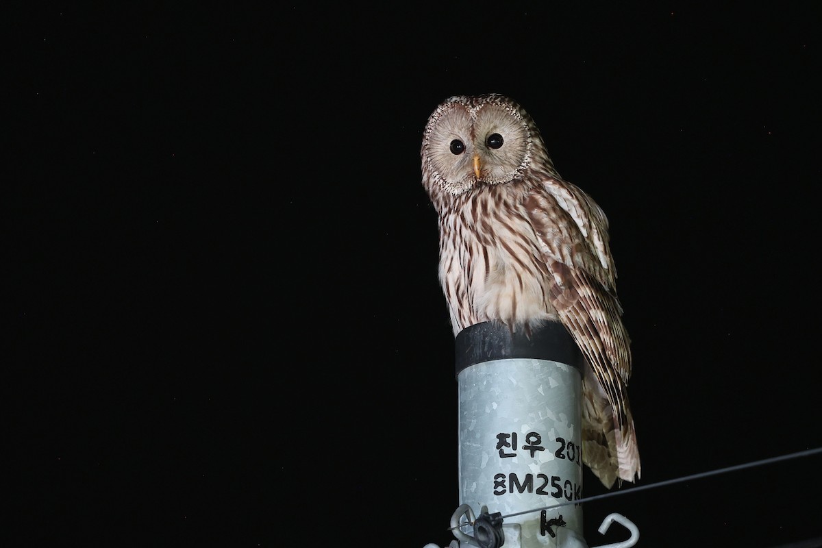 Ural Owl - ML620159428