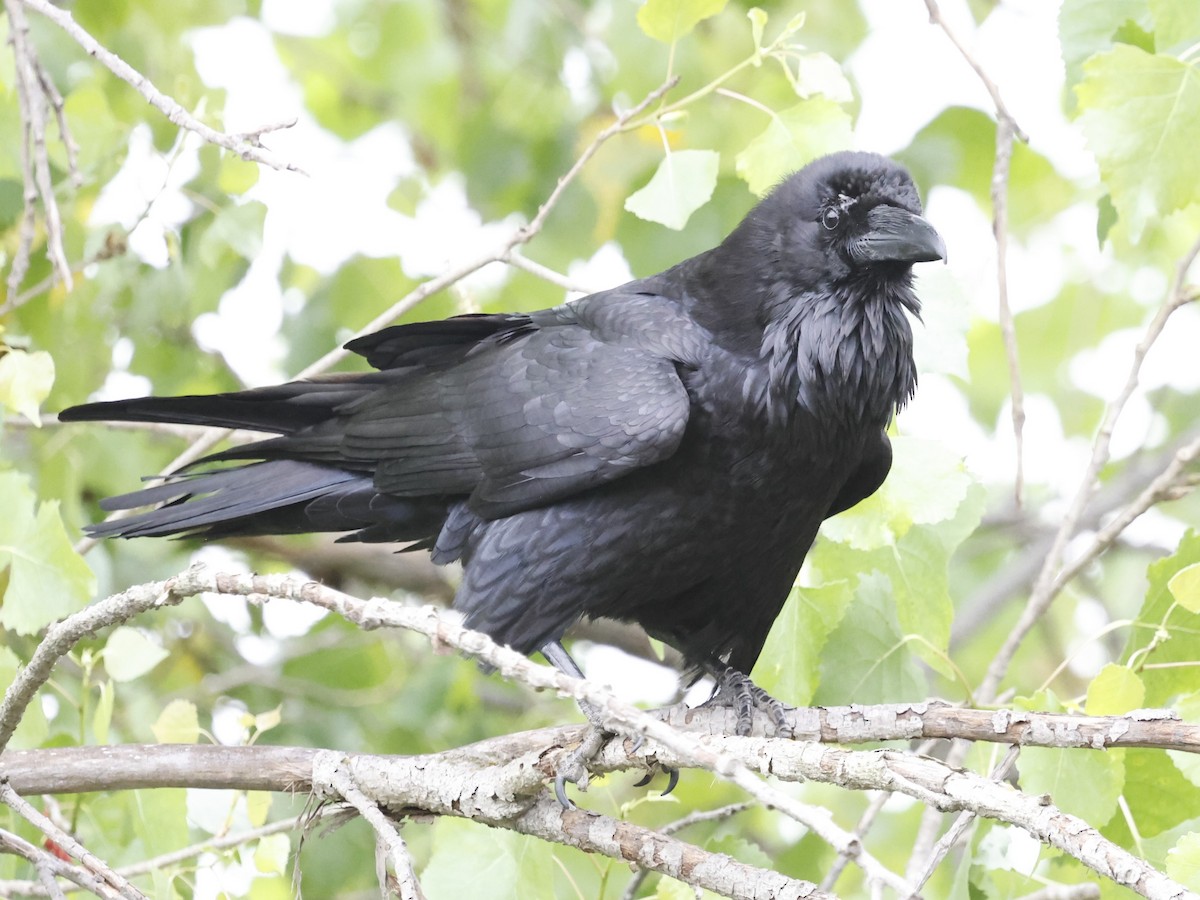 Common Raven - ML620159435