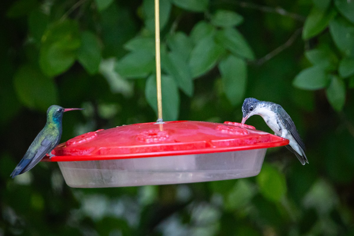 Violet-crowned Hummingbird - ML620159437
