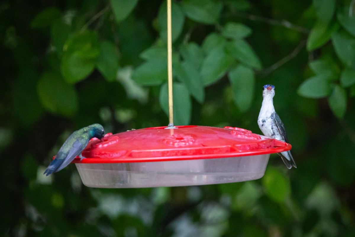 Violet-crowned Hummingbird - ML620159439