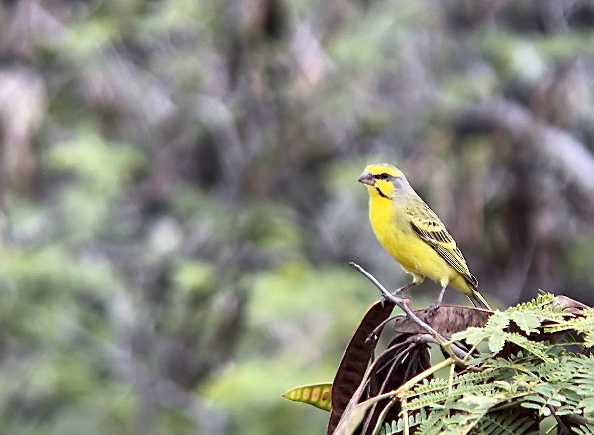 Yellow-fronted Canary - ML620159440