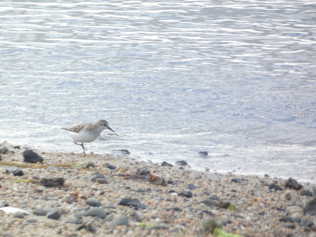 Semipalmated Plover - ML620159442