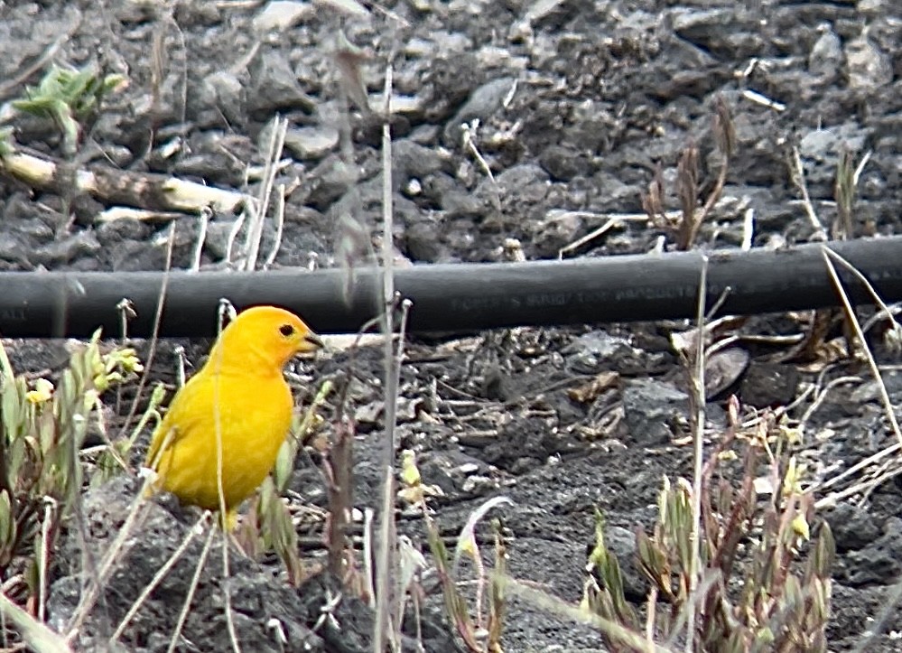 Saffron Finch - ML620159444