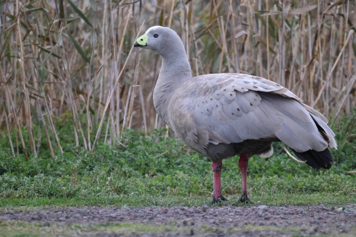 Cape Barren Goose - ML620159456