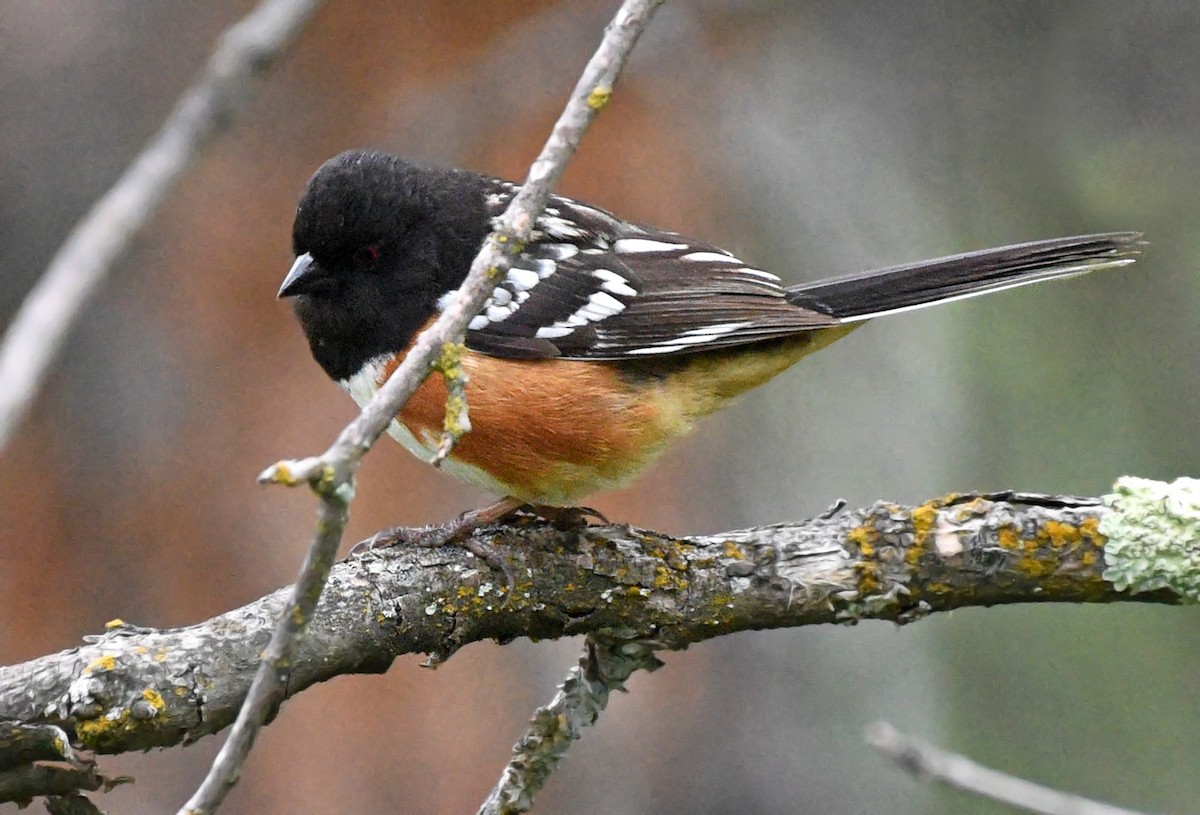 Spotted Towhee - ML620159457