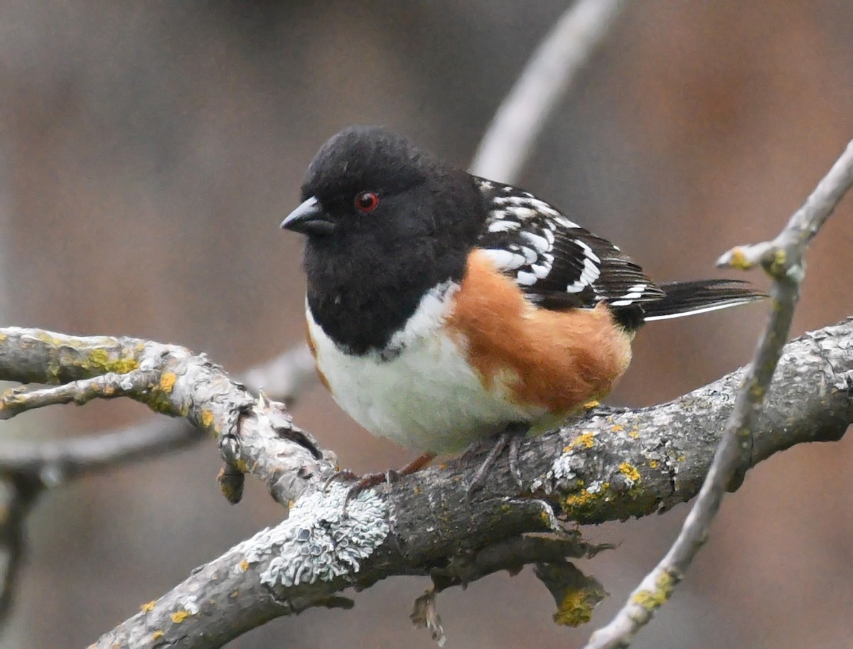 Spotted Towhee - ML620159458