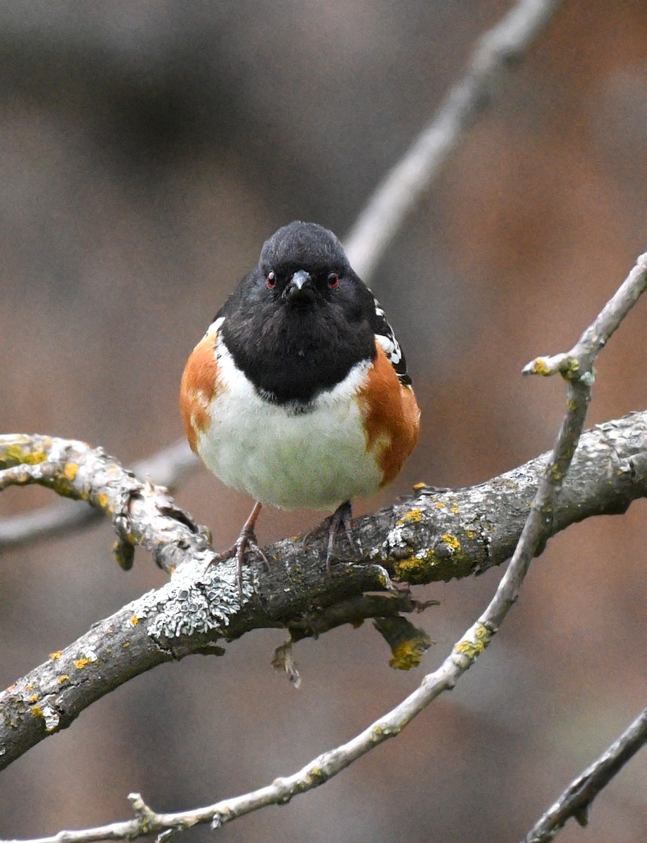 Spotted Towhee - ML620159459