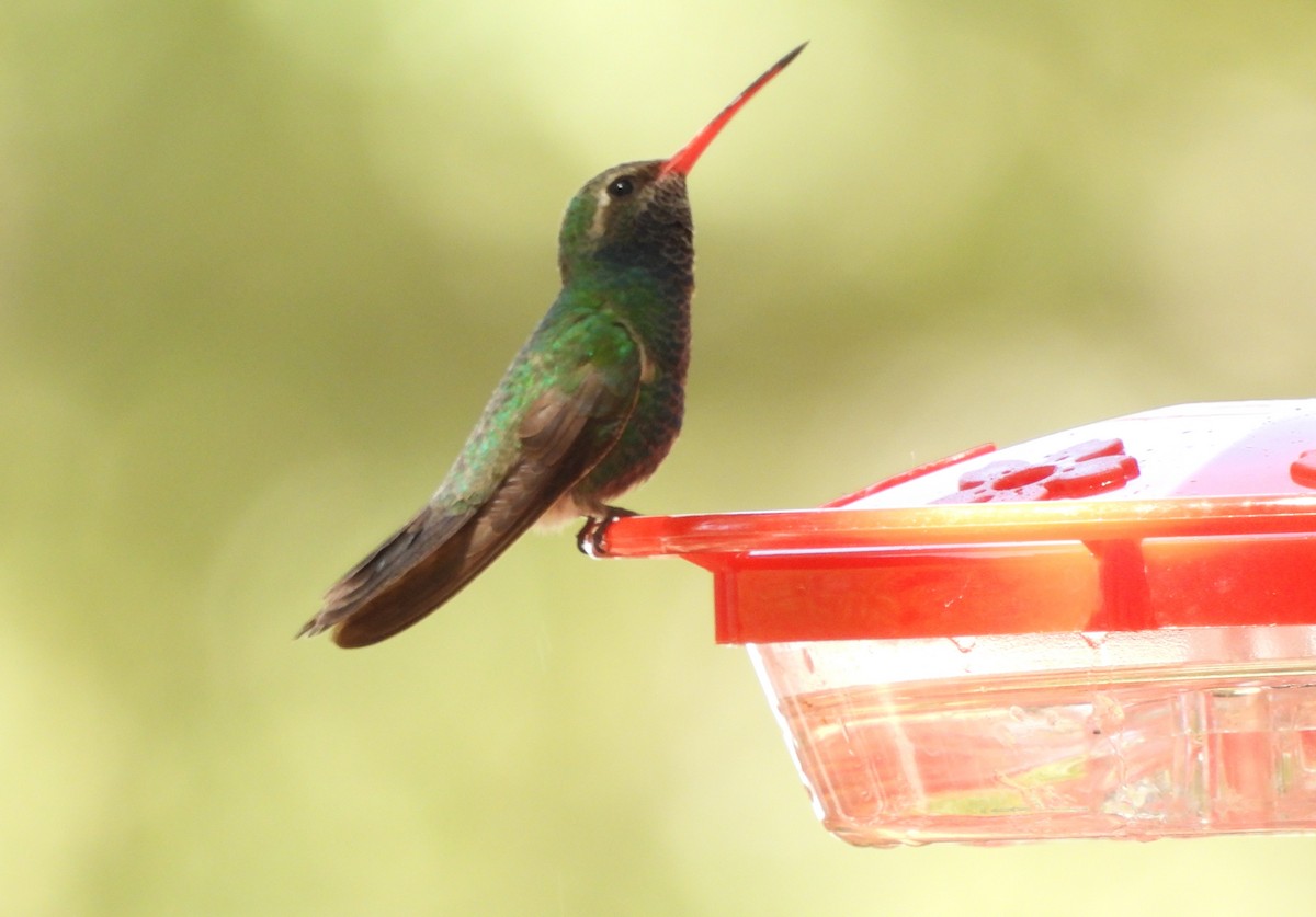 kolibřík širokozobý - ML620159466