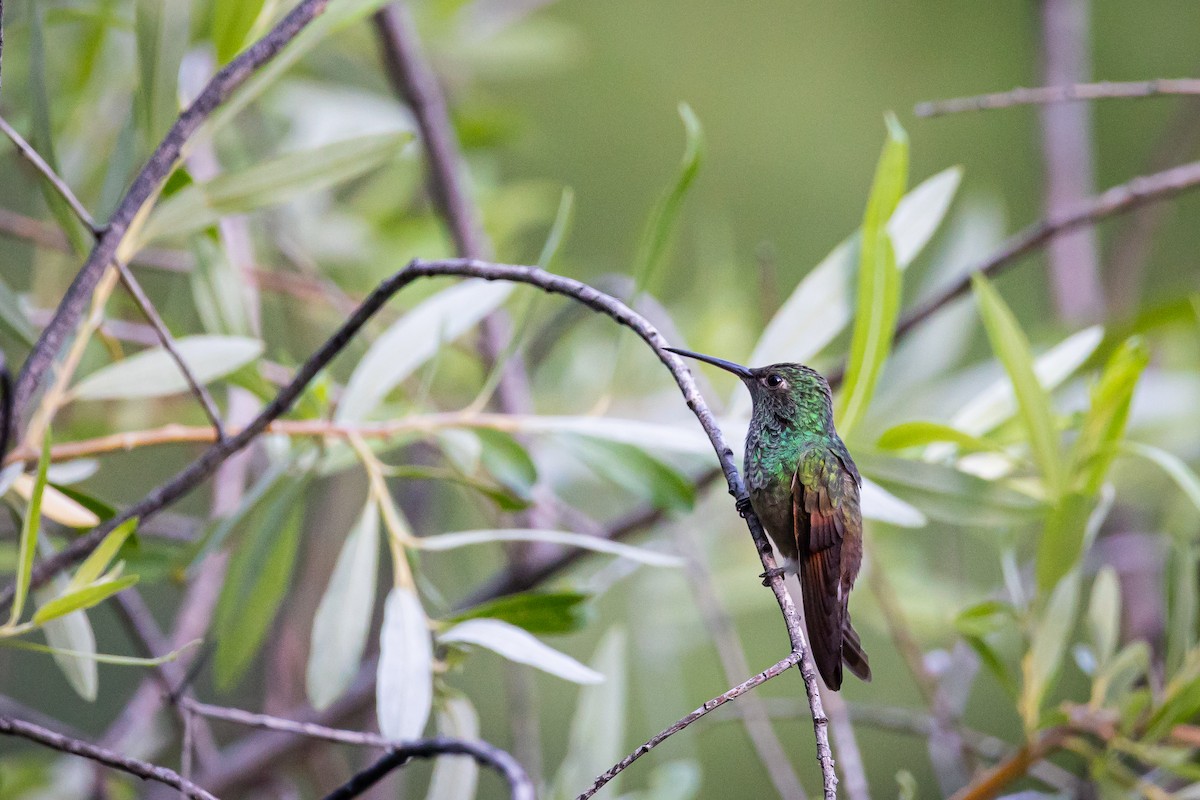 beryllkolibri - ML620159470