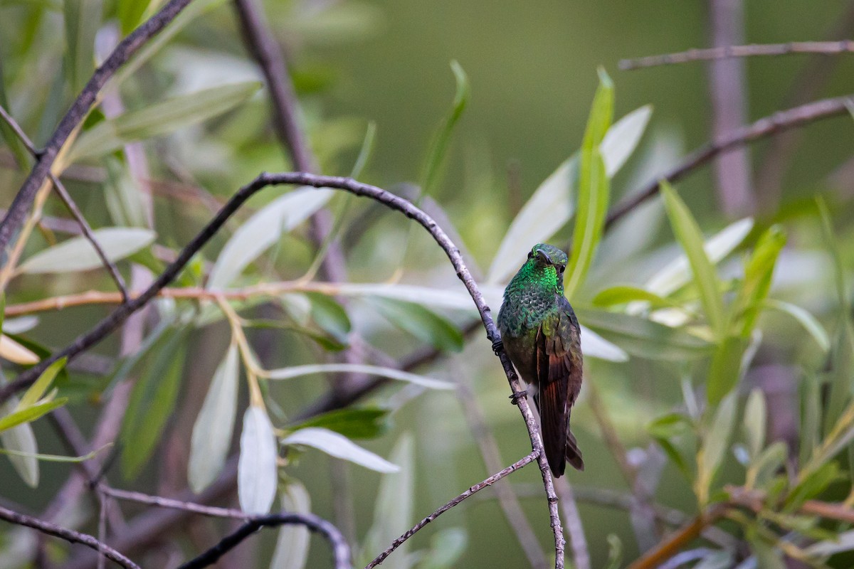 Berylline Hummingbird - ML620159472