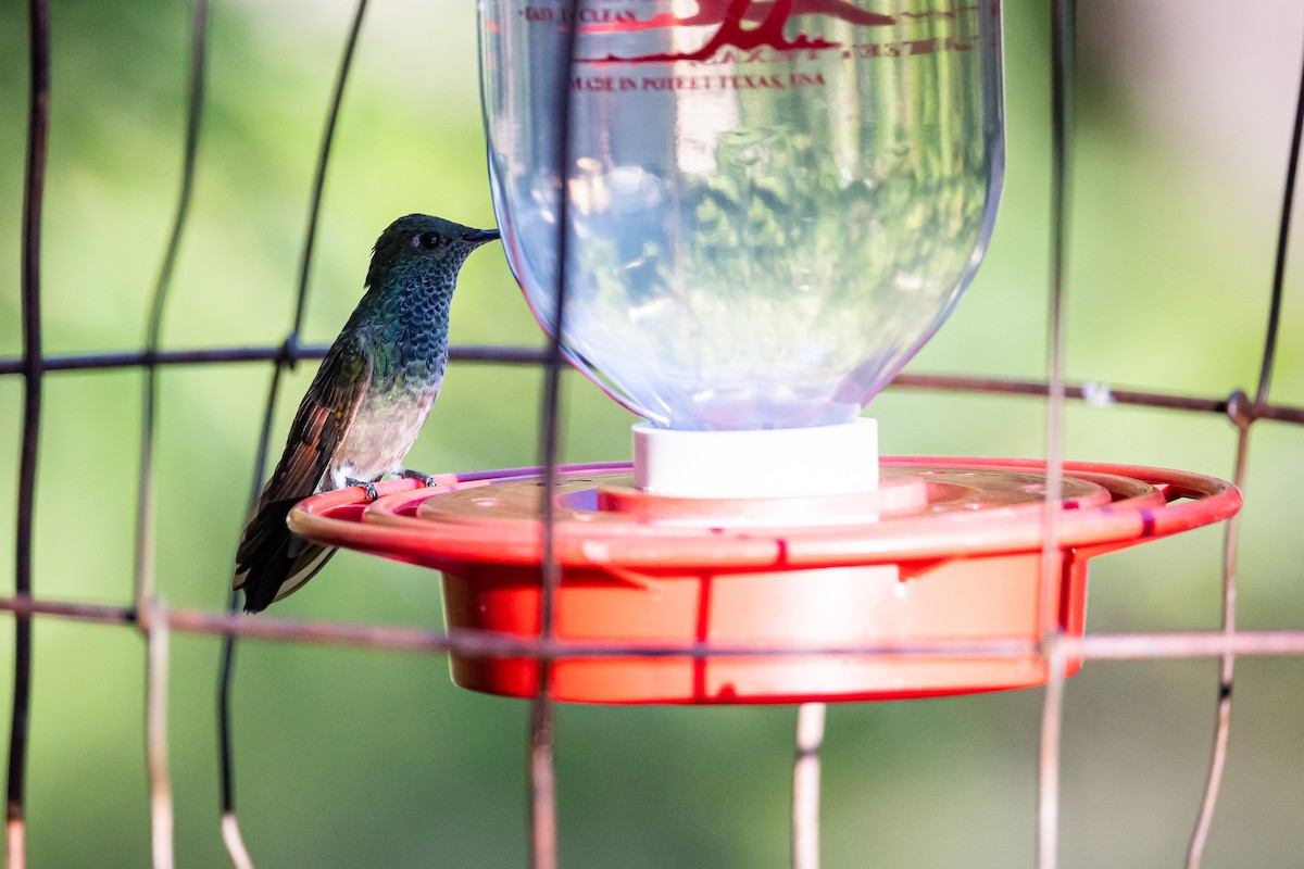 Berylline Hummingbird - ML620159474