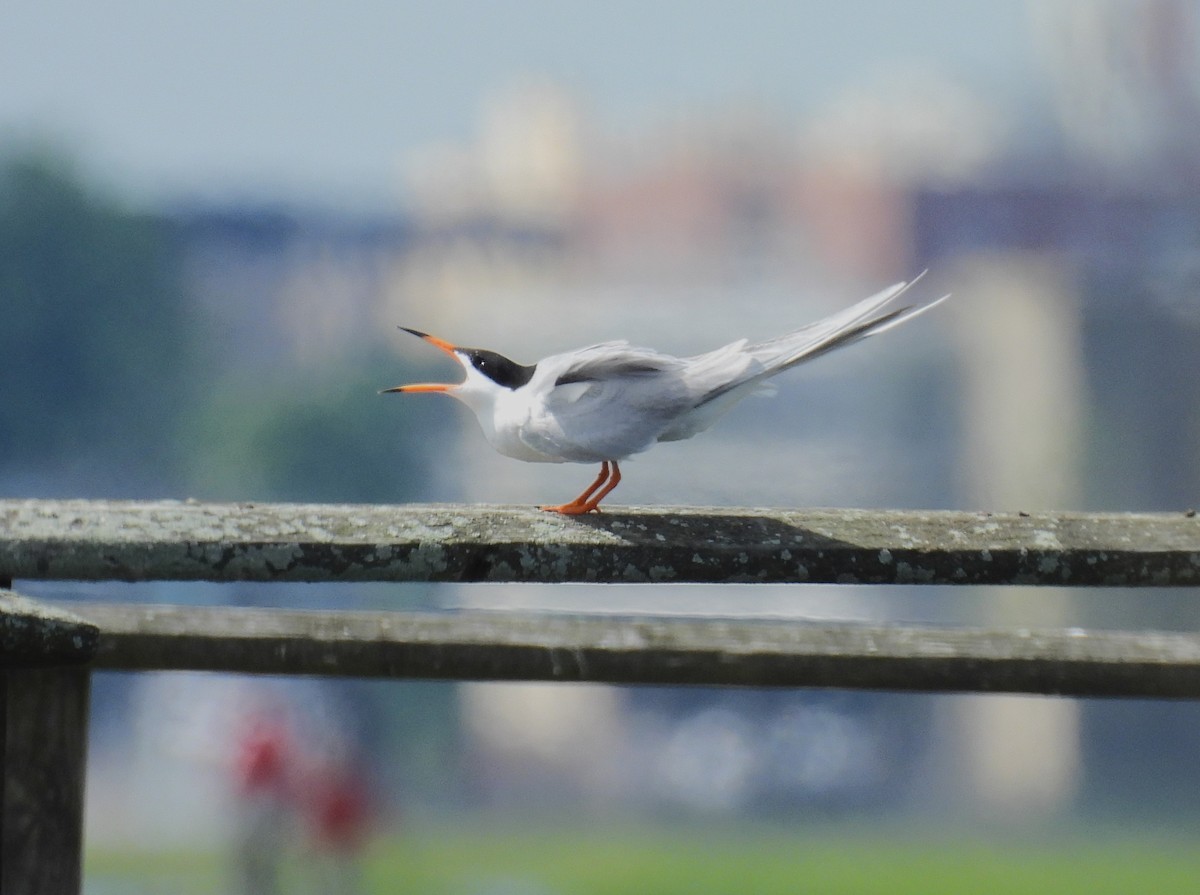 Forster's Tern - ML620159476