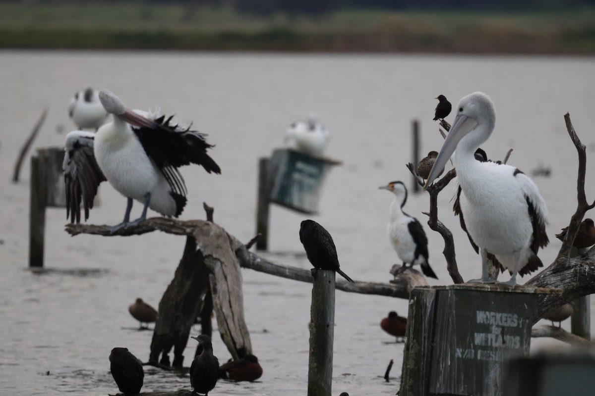 Australian Pelican - ML620159478