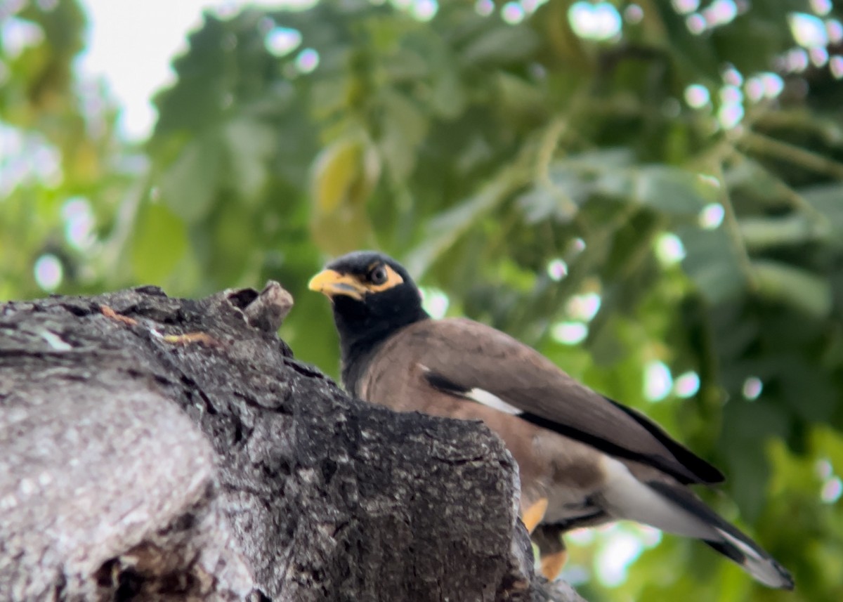 Common Myna - ML620159489